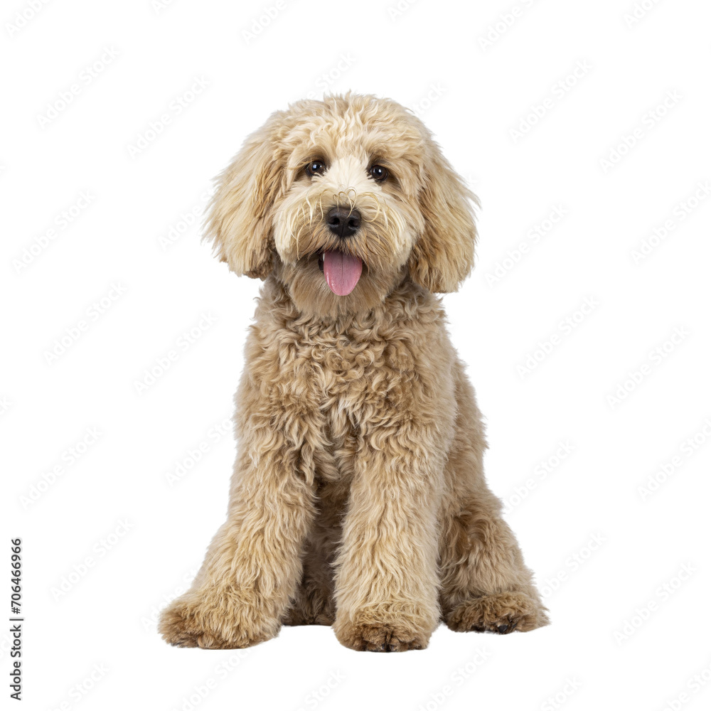 Cute cream young Labradoodle dog, sitting up facing front. Looking straight to camera. Tongue out. Isolated cutout on a transparent background.