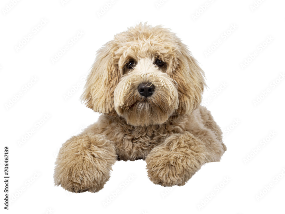 Cute cream young Labradoodle dog, laying down facing front on edge. Looking straight to camera. Mouth closed. Isolated cutout on a transparent background.