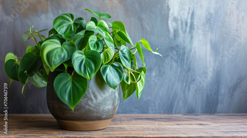 lush overgrown heart leaf Philodendron in a big minimalistic modern pot photo