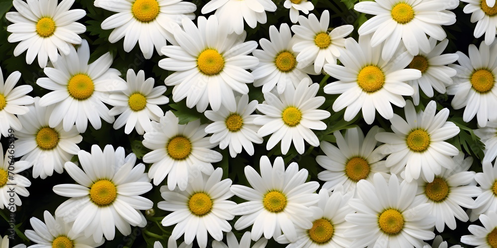 daisies meadow from above close-up, floral pattern background
