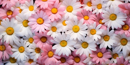 daisies meadow from above close-up, floral pattern background 