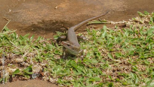 a lizard in the garden photo