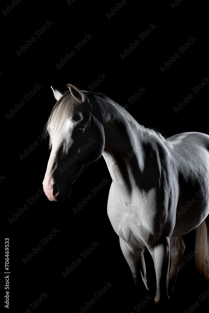 Low Key, dramatic and mysterious portrait of a white horse Low Key, dramatic and mysterious portrait of a white horse