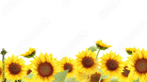 sunflowers on transparent background