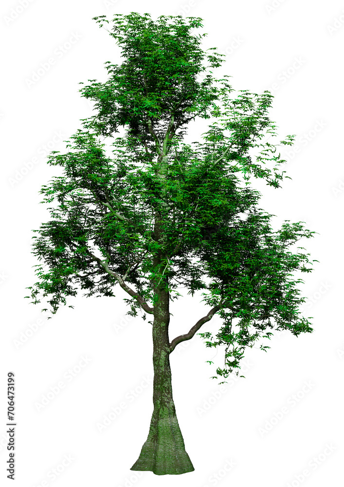 Fototapeta premium 3D Rendering Tropical Rainforest Tree on White