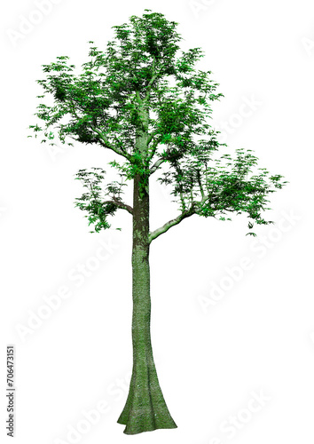 3D Rendering Tropical Rainforest Tree on White