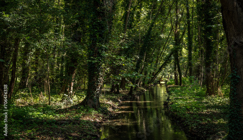 green forest park next to the thermal baths in Heviz, Hungary © Saxanad