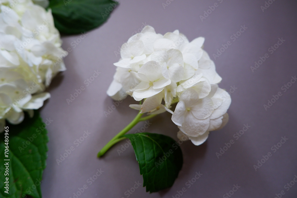 Beautiful white hydrangea flowers composition on gray background. Spring and early summer seasonal flower background.
