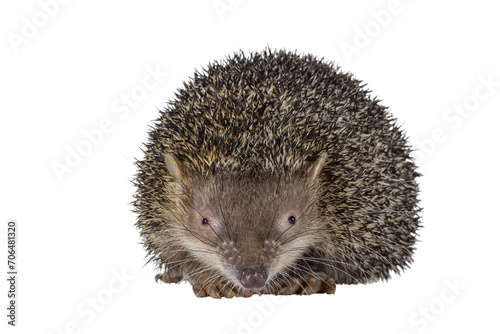 Greater hedgehog or large Madagascar sokina aka Setifer setosus, sitting facing front. Looking straight towards camera. Isolated cutout on a transparent background.