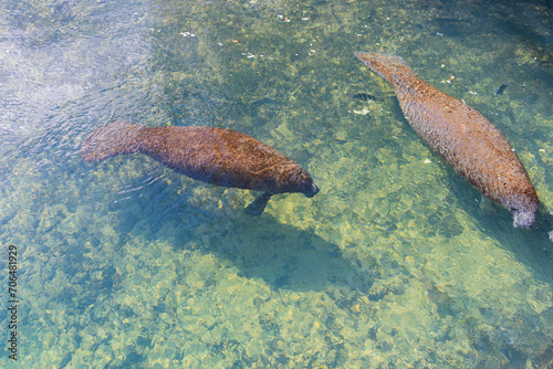Manatees swimming in clear river water in Florida