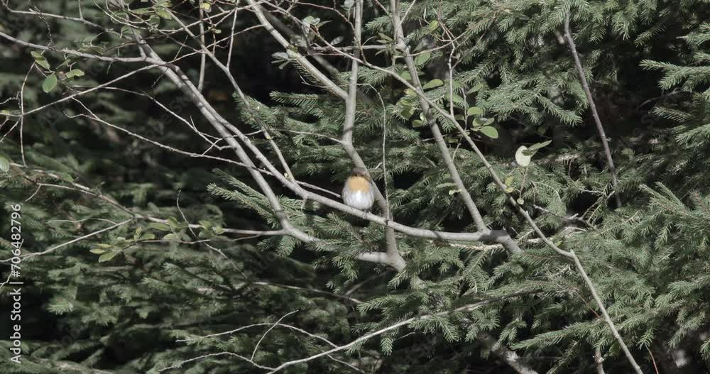 A robin sits on a branch in the forest A robin sits on a branch in the forest