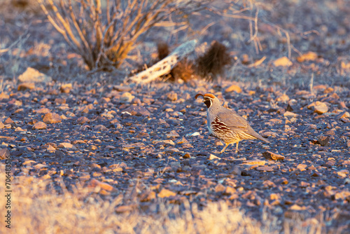 A Gambel’s quail (Callipepla gambelii)  foraging for food on the rocky surface of the Sonoran Desert in Arizona. photo