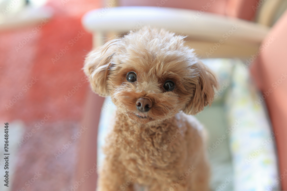 いすで飼い主とお話しするトイプードル