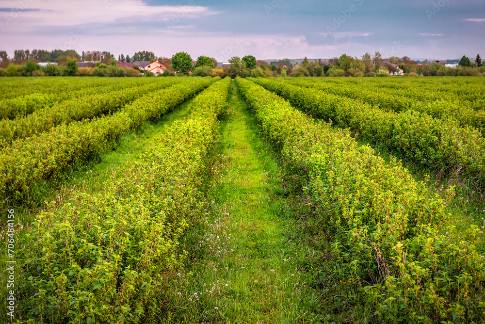 Rows of currant bush on the agricultural field