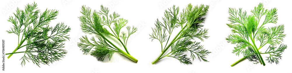 Set of fresh dill branch isolated on white Set of fresh dill branch isolated on white