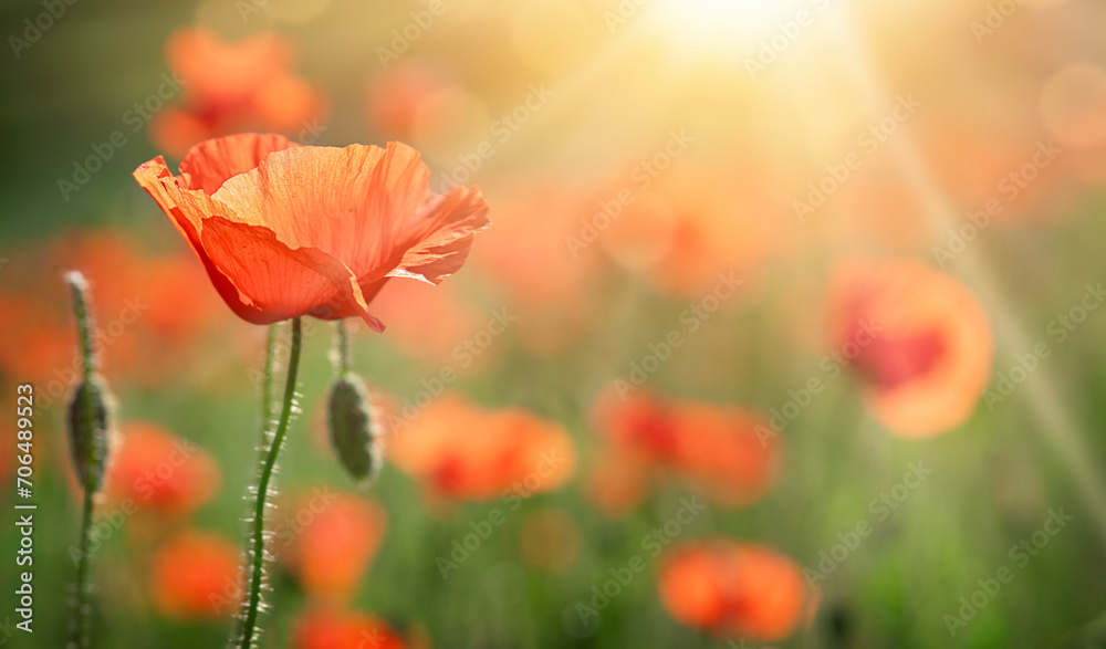 Red poppy flowers field on natural sunny background. Soft focus, copy space