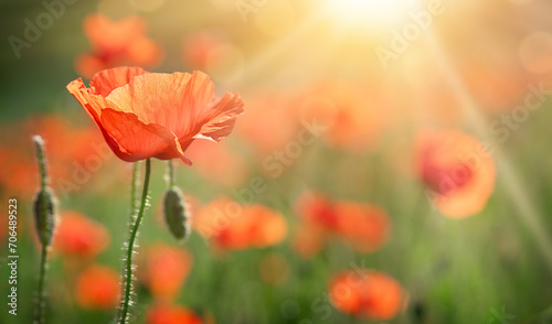 Red poppy flowers field on natural sunny background. Soft focus  copy space