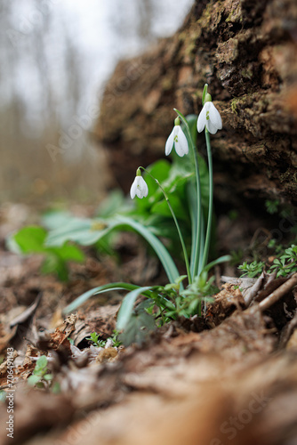 A snowdrop bloomingin spring. It's the first  forest plant htat grows. It has a white bell shaped head and is a seasonal flower with green leafs and is beautiful. photo