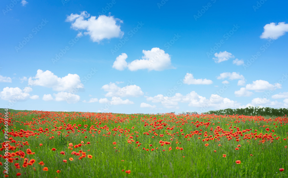 Naklejka premium Wild poppy flowers field on blue sky background. 