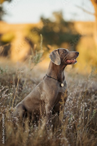 weimaraner grey dog portrait