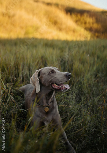 happy grey dog walks in grass field weimaraner