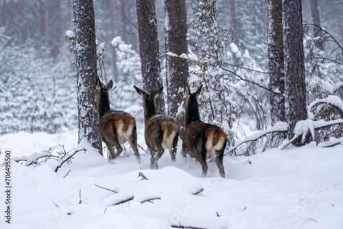 White Winter Wonderland: Deer in Snowy Forest.