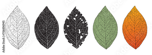 vector detailed leaf drawing. green leaf. yellowed leaf illustration. leaves and veins
