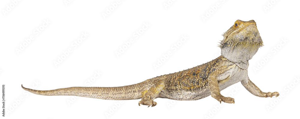 Fototapeta premium Yellow Bearded Dragon standing side ways. Looking towards camera. Isolated cutout on a transparent background.