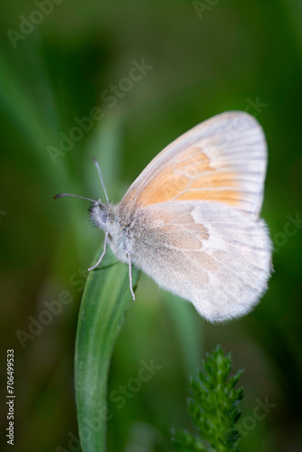 butterfly on grass