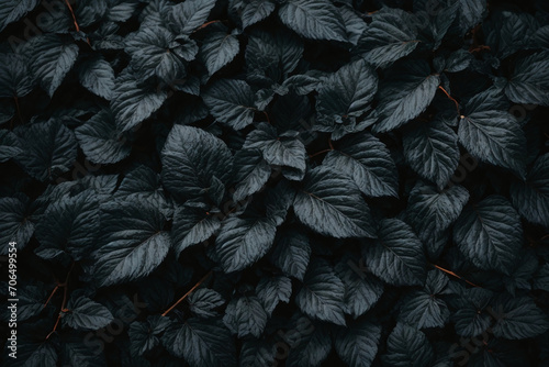 black leaves background texture