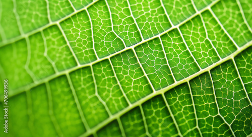 Green leaf macro close up background. Nature concept. Macro view.