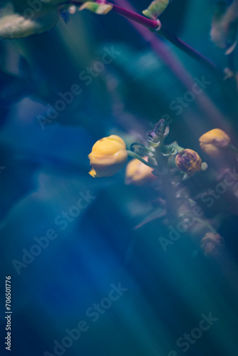 Small yellow flower buds