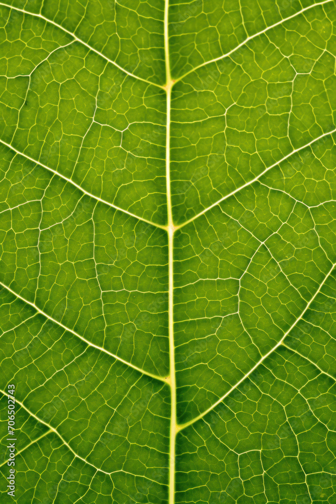Translucent green leaf, macro, texture, background Translucent green leaf, macro, texture, background
