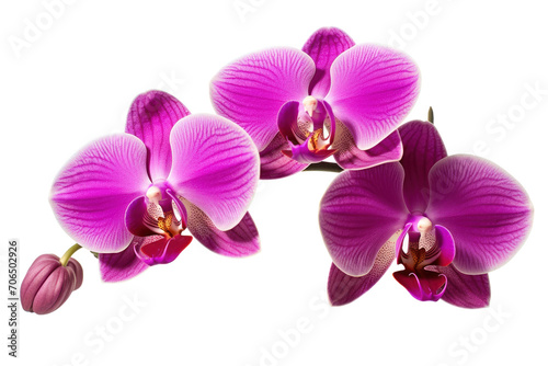 Branch of blooming orchid isolated on white background