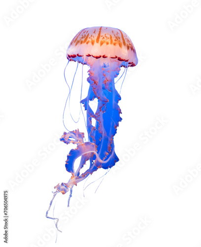 Isolated jellyfish in blue