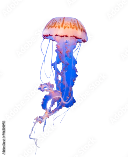 Obraz Isolated jellyfish in blue