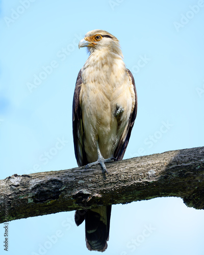 Yellow-headed Caracara (Daptrius chimachima) perched on a thick branch.