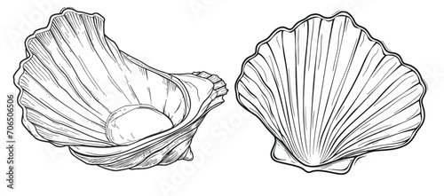 Continuous one line drawing natural open pearl shell close up.