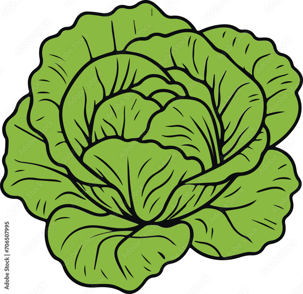 Obraz premium Cabbage Vector illustration