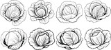 Cabbage set icon Vector illustration