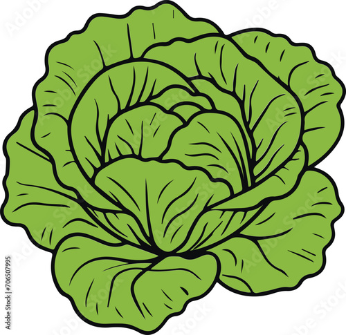 Cabbage Vector illustration