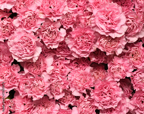 Fototapeta Naklejka Na Ścianę i Meble -  Flowers wall background with amazing pink arnations flowers, hand made pink carnation flower wall, flower background. Colorful flowers mix. Pattern of flowers. pink carnations bouquet.