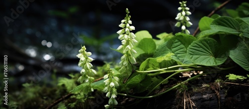 Bandotan is a wild plant with flowers and small green fruits, found on roadsides and in forests and fields. © AkuAku
