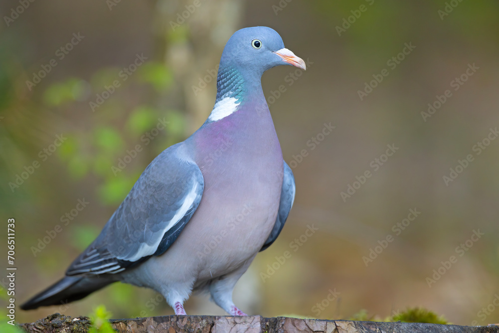 Grzywacz (Columba palumbus) Grzywacz (Columba palumbus)