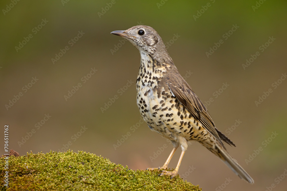 Śpiewak (Turdus philomelos)