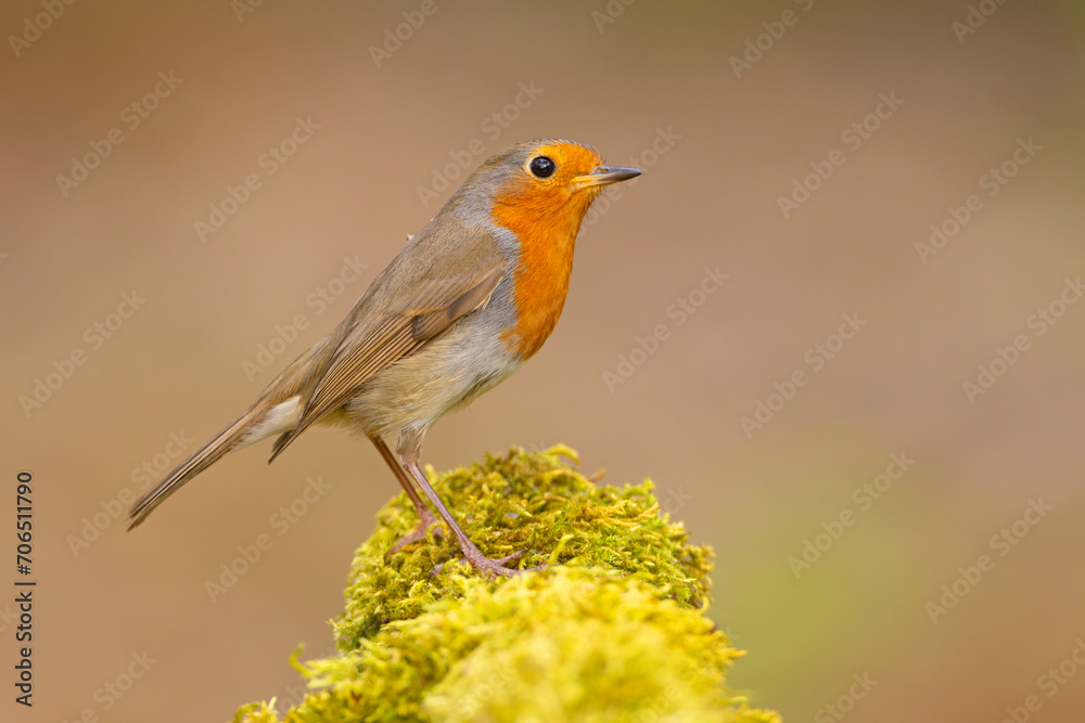 Rudzik, raszka (Erithacus rubecula) Rudzik, raszka (Erithacus rubecula)
