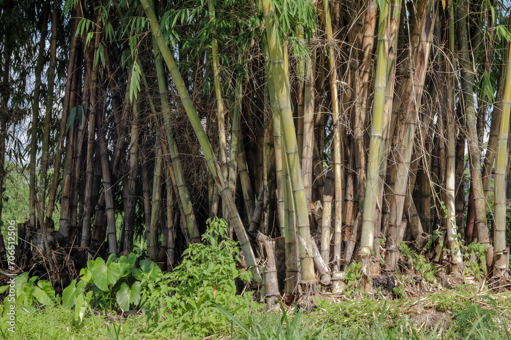 close up tanaman Dendrocalamus giganteus, commonly known as giant bamboo close up tanaman Dendrocalamus giganteus, commonly known as giant bamboo