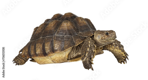 Female Sulcata Tortoise aka Centrochelys sulcata, walking side ways high on legs. Looking side ways. Isolated cutout on transparent background.