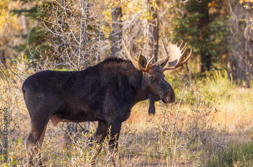 Shiras Moose Bull During the Rut in Autumn in Wyoming Shiras Moose Bull During the Rut in Autumn in Wyoming