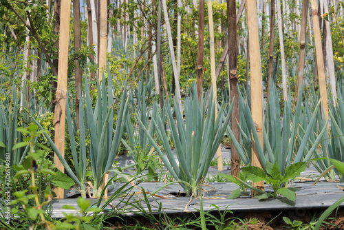 The concept of traditional leek plantations uses bamboo stakes